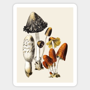 Mushrooms and Fungi Magnet